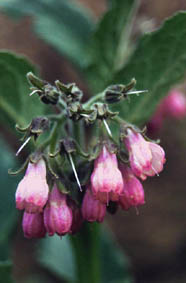 Symphytum officinale 'Roseum'